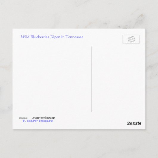 Wilde Blaubeeren Postkarte (Rückseite)