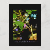 Wilde Blaubeeren Postkarte (Vorderseite)