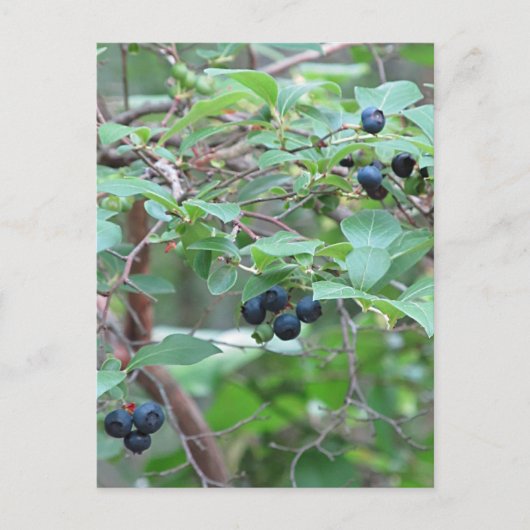 Wilde Blaubeeren Postkarte (Vorderseite)