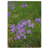 Wilde Blaue Phlox Klemmbrett (Rückseite)
