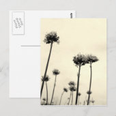Wilde Blume (B&W) Postkarte (Vorne/Hinten)