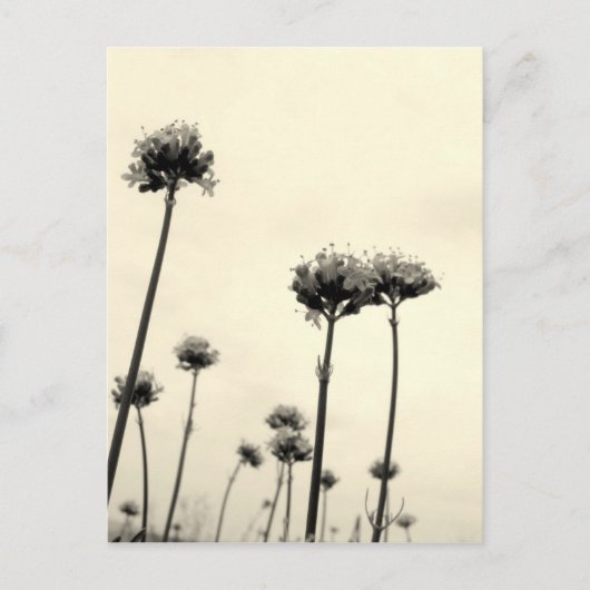 Wilde Blume (B&W) Postkarte (Vorderseite)