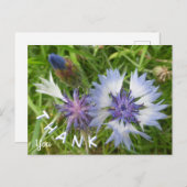 Wilde Blume: Blue Cornflowers Danke Postcard Postkarte (Vorne/Hinten)