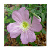 Wilde Blume der rosa Abendsprimel Fliese (Vorderseite)