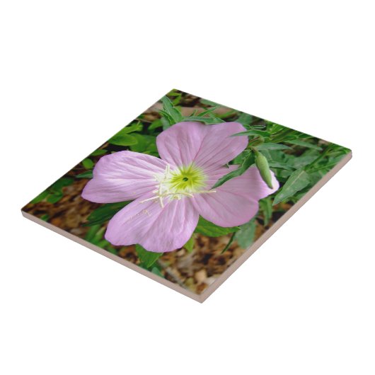 Wilde Blume der rosa Abendsprimel Fliese (Seite)