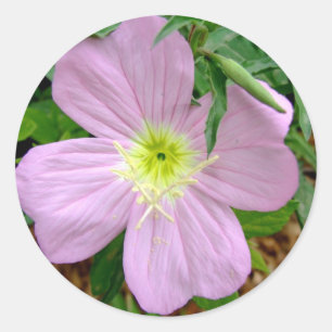 Wilde Blume der rosa Abendsprimel Runder Aufkleber