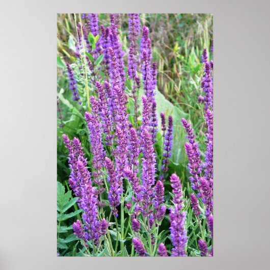 Wilde Blume Felder lila Salvia Rumänien Poster (Vorne)
