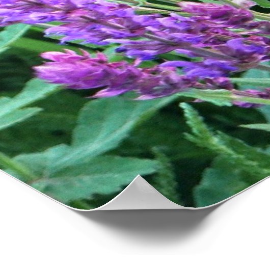 Wilde Blume Felder lila Salvia Rumänien Poster (Ecke)