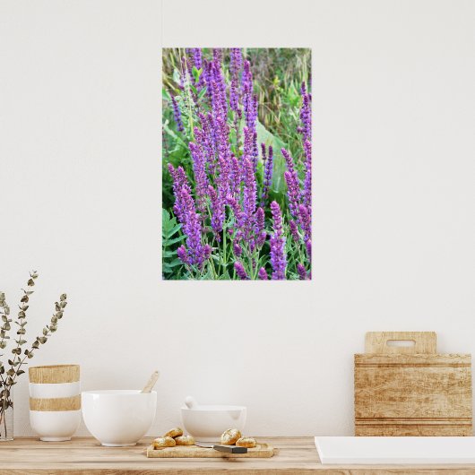 Wilde Blume Felder lila Salvia Rumänien Poster (Küche)