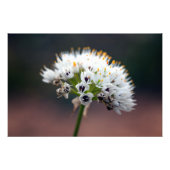 Wilde Blume Fotodruck (Vorne)