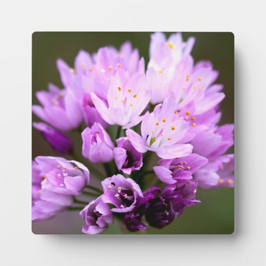 Wilde Blume Fotoplatte (Vorderseite)