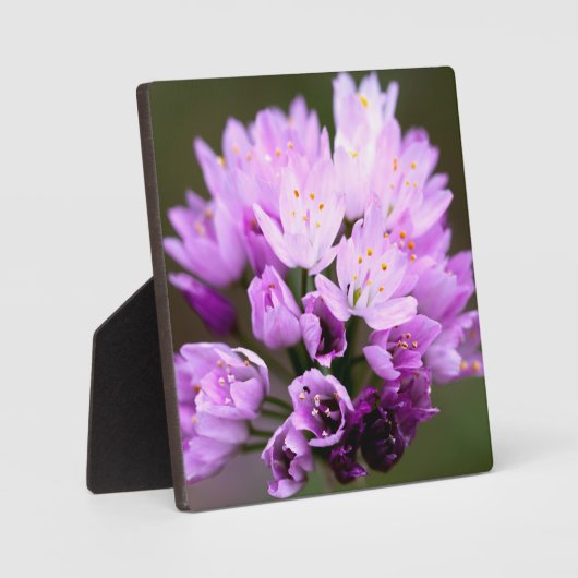 Wilde Blume Fotoplatte (Vorderseite)