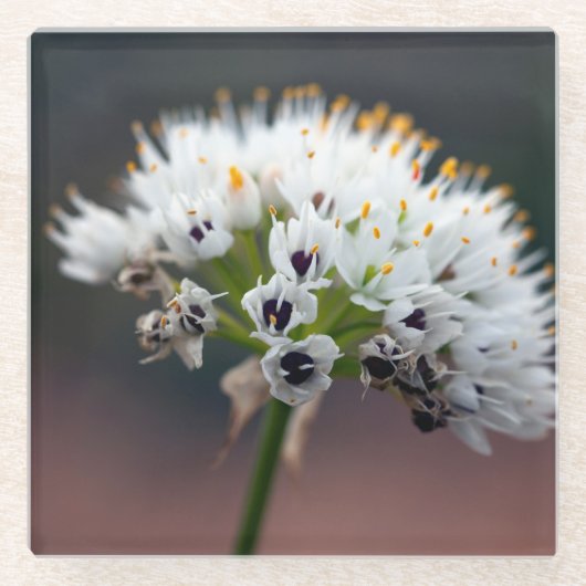 Wilde Blume Glasuntersetzer (Vorderseite)