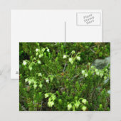 Wilde Blume II Postkarte (Vorne/Hinten)
