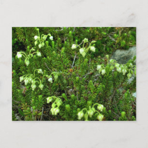 Wilde Blume II Postkarte