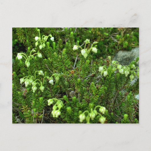 Wilde Blume II Postkarte (Vorderseite)
