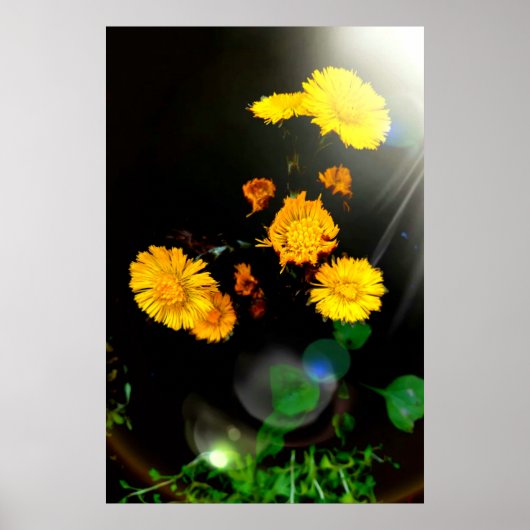 Wilde Blume im Sonnenschein Poster (Vorne)