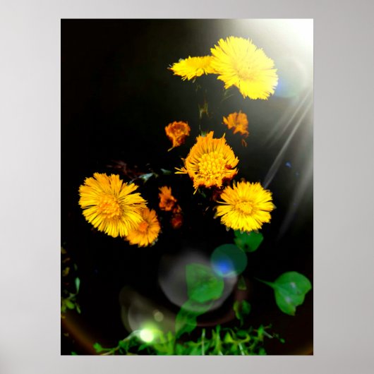 Wilde Blume im Sonnenschein Poster (Vorne)