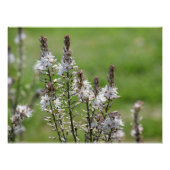 Wilde Blume in Paphos, Zypern Poster (Vorderseite)