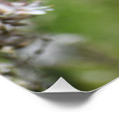 Wilde Blume in Paphos, Zypern Poster (Ecke)