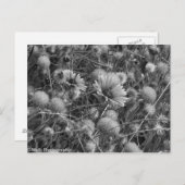 Wilde Blume in Schwarz/Weiß Postkarte (Vorne/Hinten)