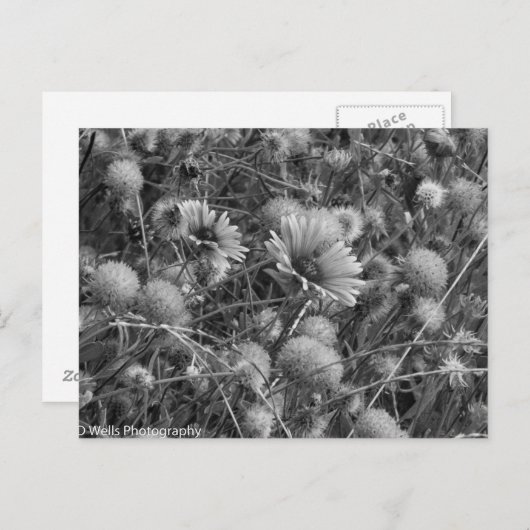 Wilde Blume in Schwarz/Weiß Postkarte (Vorne/Hinten)