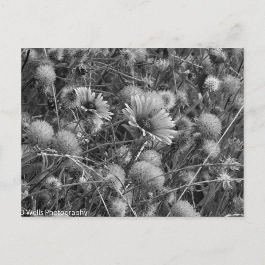 Wilde Blume in Schwarz/Weiß Postkarte (Vorderseite)