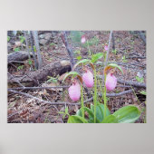Wilde Blume Lady Slippers Poster (Vorne)