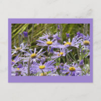 Wilde Blume: Michaelmas Daisies DIY Postcard