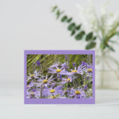 Wilde Blume: Michaelmas Daisies DIY Postcard Postkarte (Stehend Vorderseite)