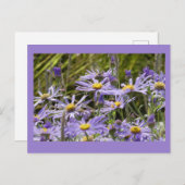 Wilde Blume: Michaelmas Daisies DIY Postcard Postkarte (Vorne/Hinten)