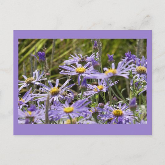 Wilde Blume: Michaelmas Daisies DIY Postcard Postkarte (Vorderseite)