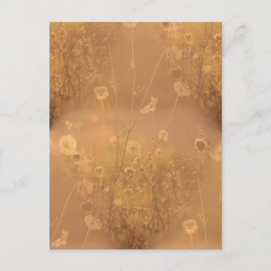 Wilde Blume mit Orange Glow Postkarte (Vorderseite)