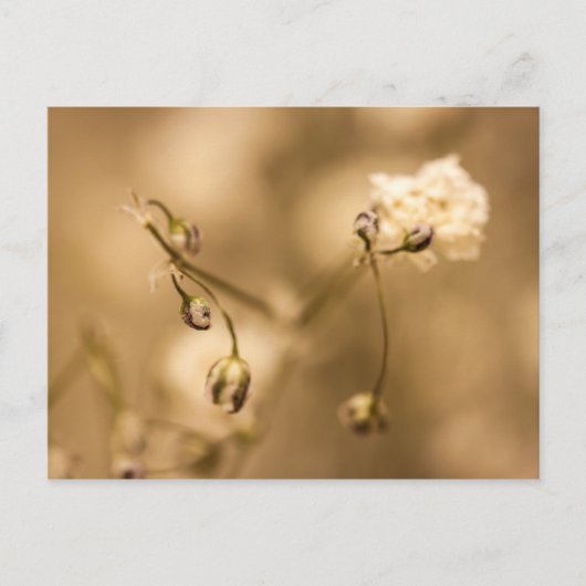 Wilde Blume mit warmer Sepia-Tone-Postkarte geschl Postkarte (Vorderseite)