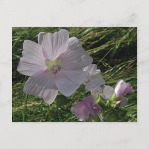 Wilde Blume Nr. 3 Postkarten