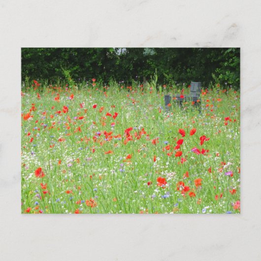 Wilde Blume Poppies Bench DIY Postkarte (Vorderseite)