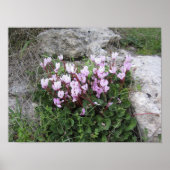 Wilde Blume Poster (Vorne)