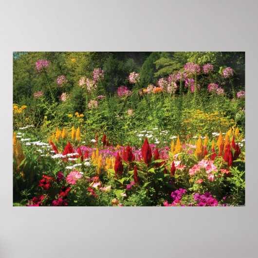 Wilde Blume Poster (Vorne)