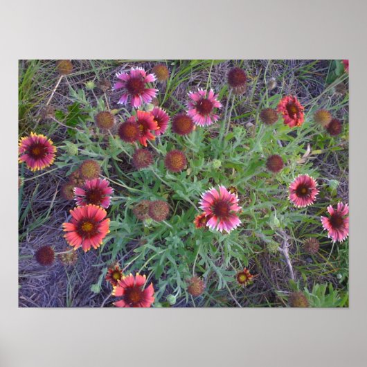 Wilde Blume Poster (Vorne)