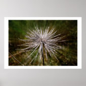 Wilde Blume Poster (Vorne)