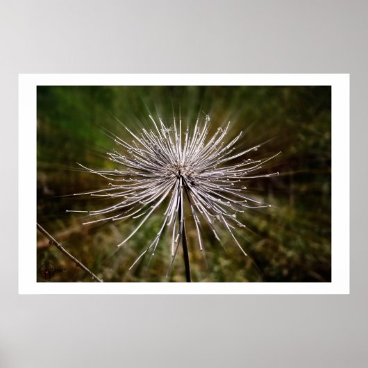 Wilde Blume Poster (Vorne)