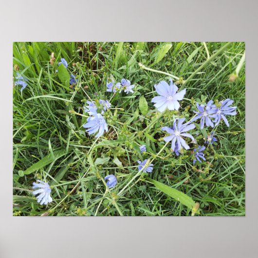 Wilde Blume Poster (Vorne)