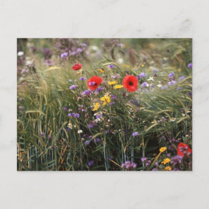 Wilde Blume Postkarte