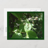 Wilde Blume Postkarte (Vorne/Hinten)