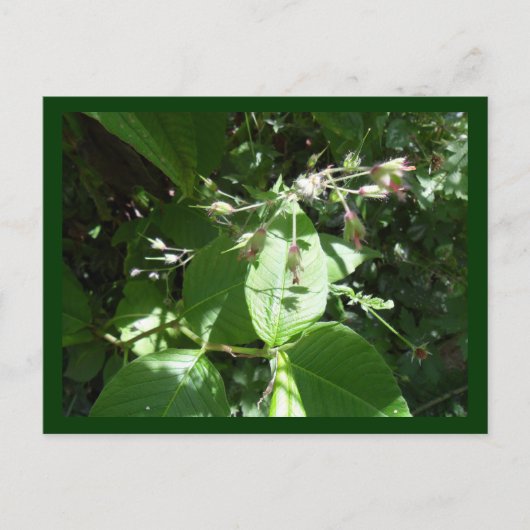 Wilde Blume Postkarte (Vorderseite)