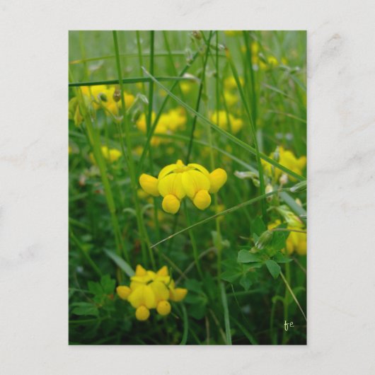 wilde Blume Postkarte (Vorderseite)