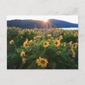 Wilde Blume Postkarte (Vorderseite)