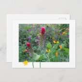 Wilde Blume: Rosa Lila-gelbe Schachtel Postkarte (Vorne/Hinten)