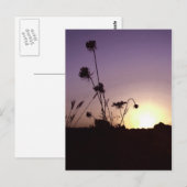 Wilde Blume Sunset Postcard Postkarte (Vorne/Hinten)