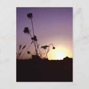 Wilde Blume Sunset Postcard Postkarte